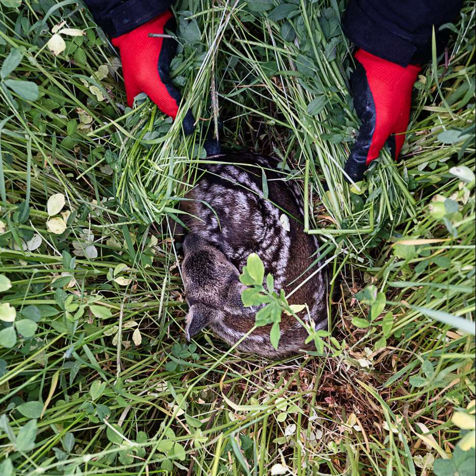 Kitzrettung mit Drohne