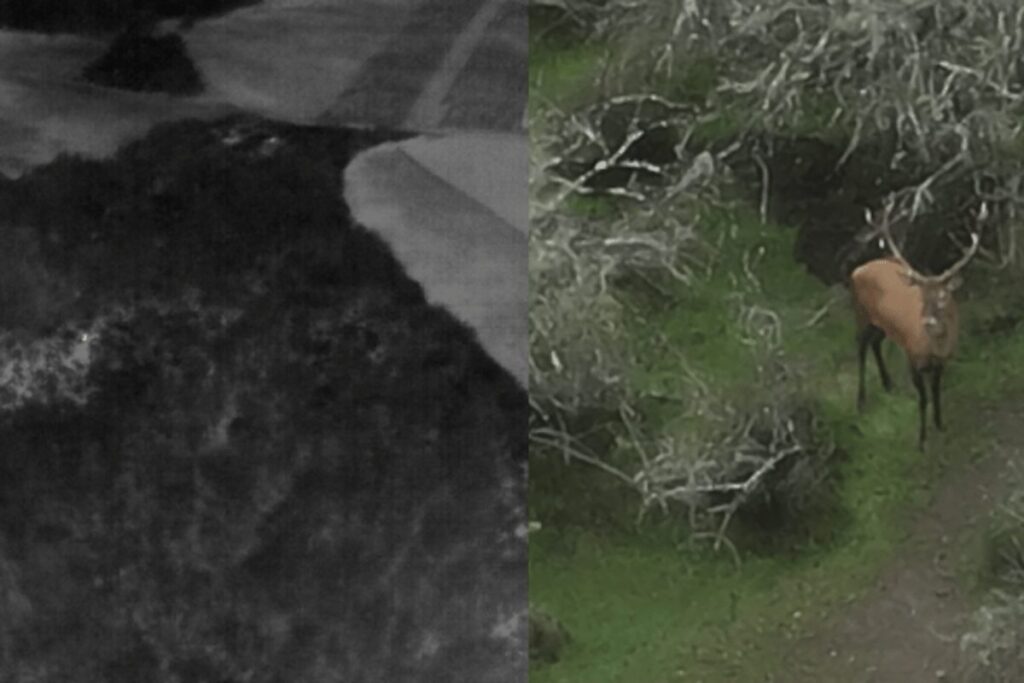 Wild Zuverlässig identifizieren mit Wärmebild und Zoom
