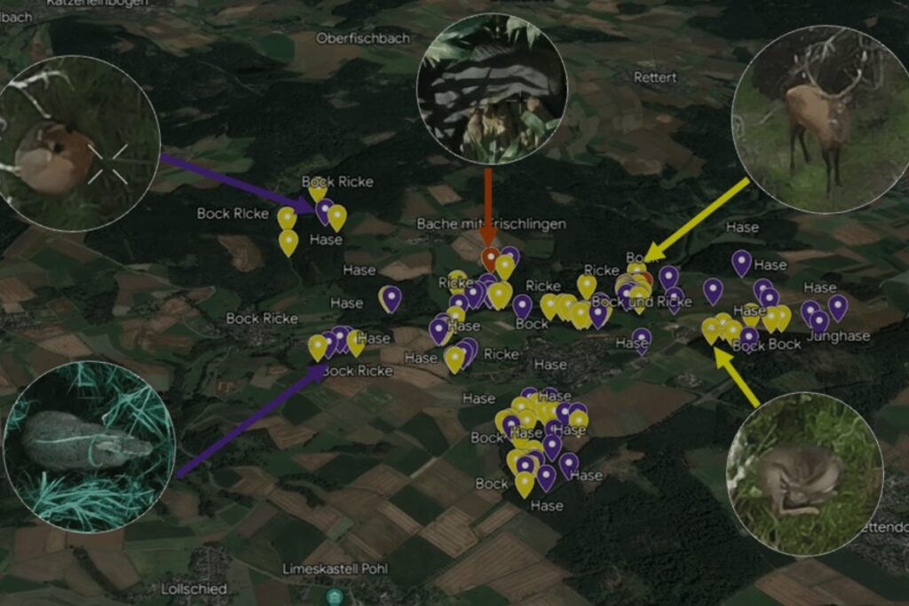 Auswertung der Wildzählung mit Drohne