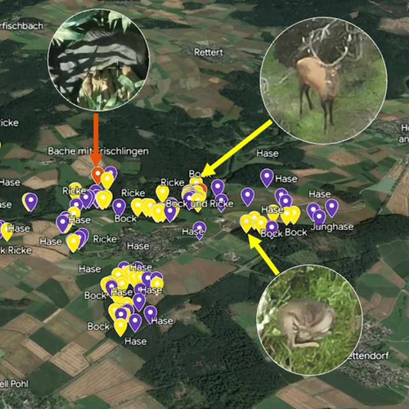 Wildzählung mit Drohne