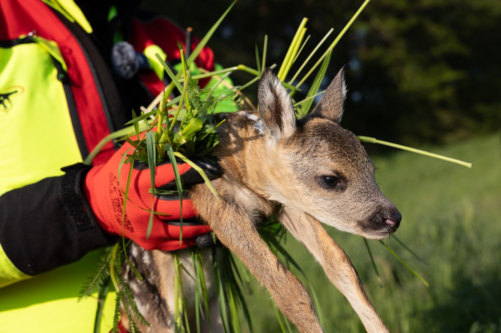 Kitzrettung mit Drohne